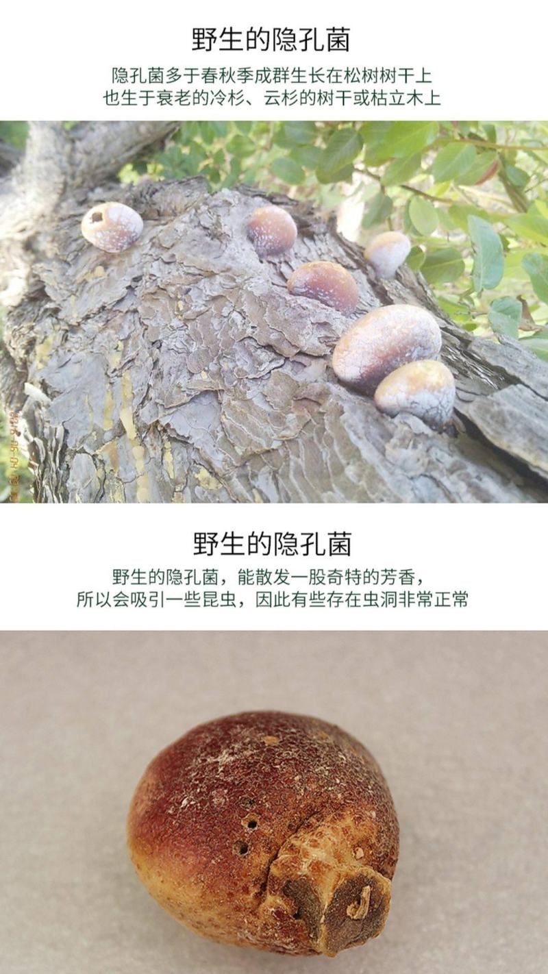 包邮须元灵芝须元果隐孔菌树荷包新货上市50克起发