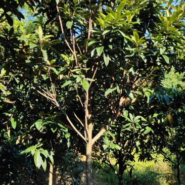 枇杷树