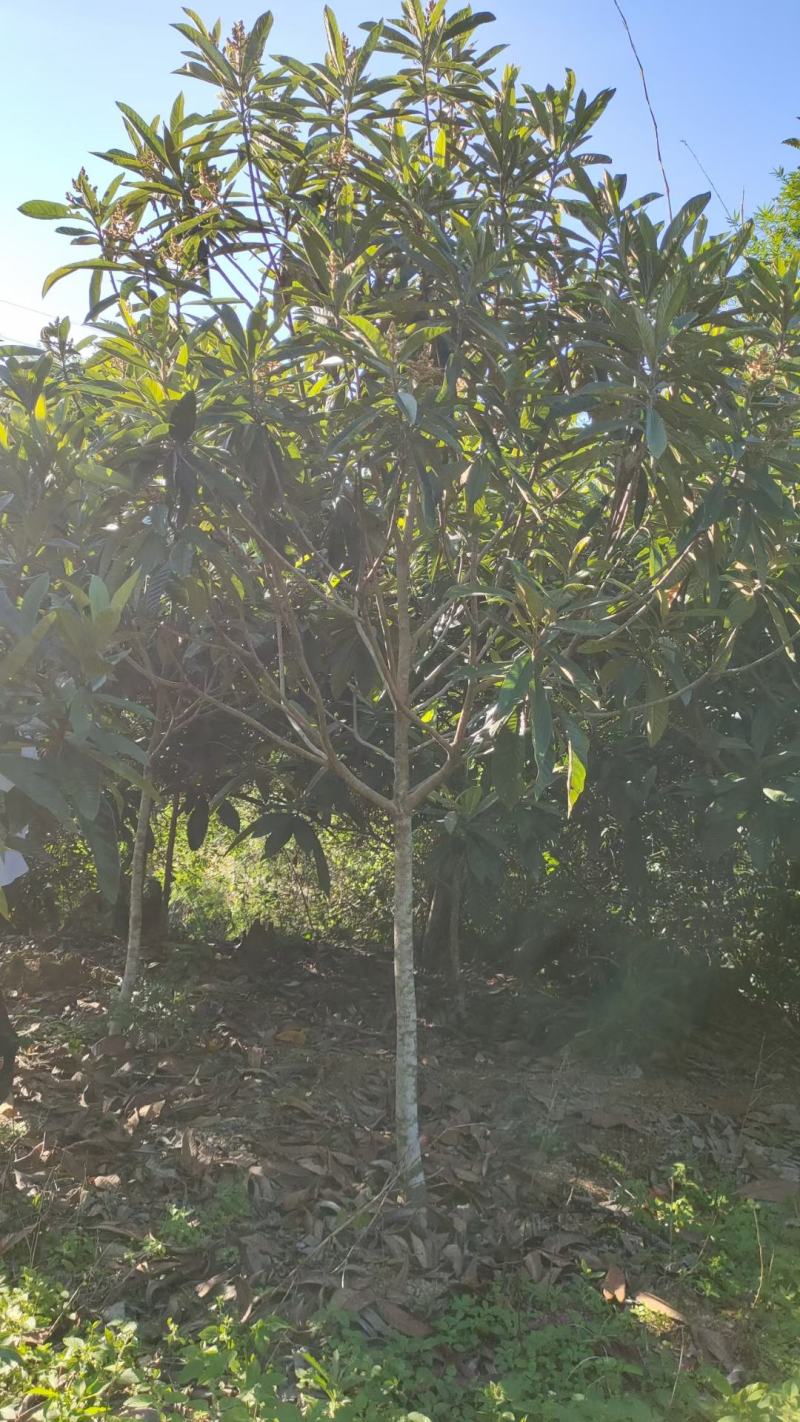枇杷树