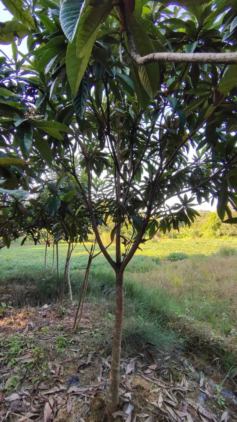 枇杷树