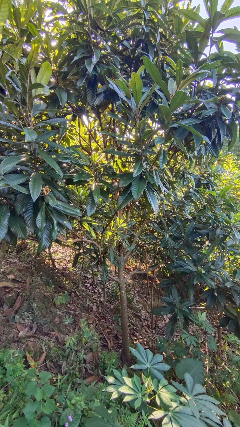 枇杷树