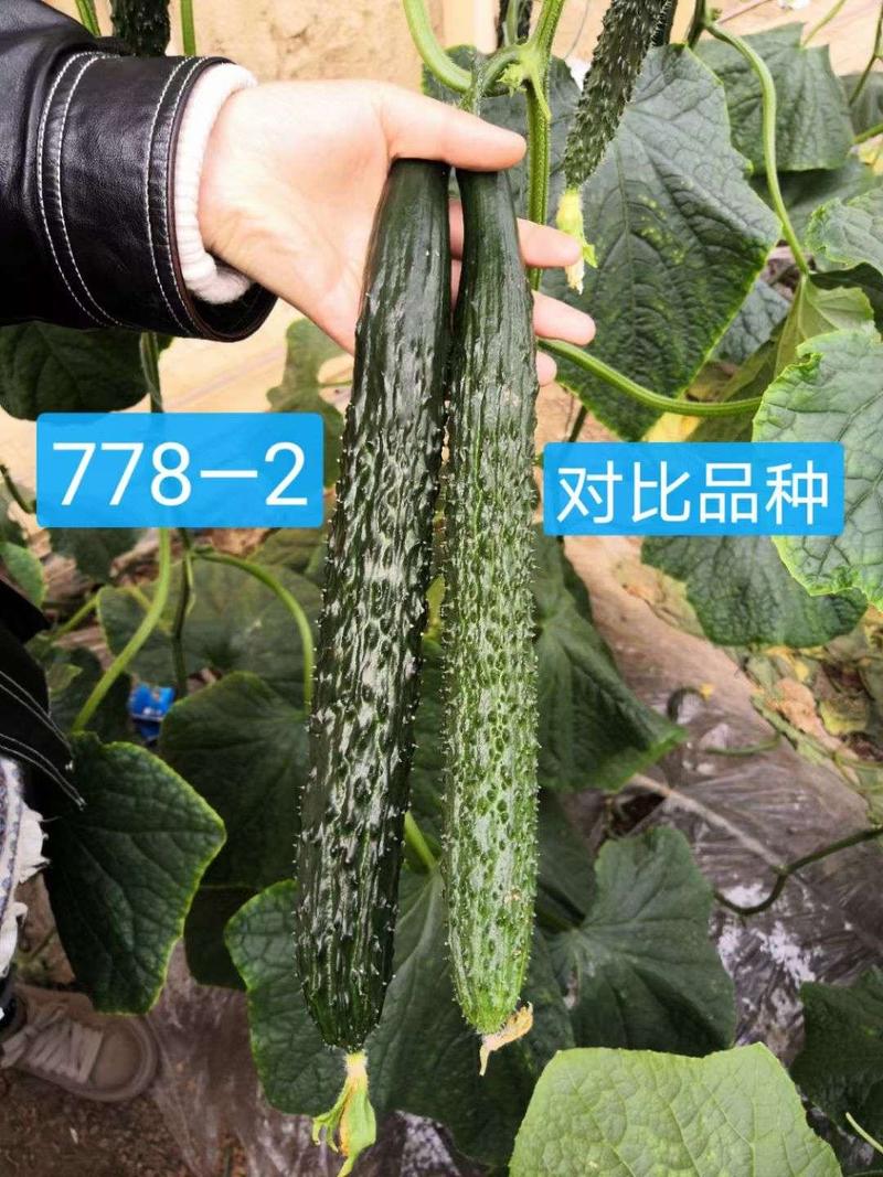 寿光传奇778—2强雌黑油亮黄瓜种子耐寒绿瓤连续带瓜强