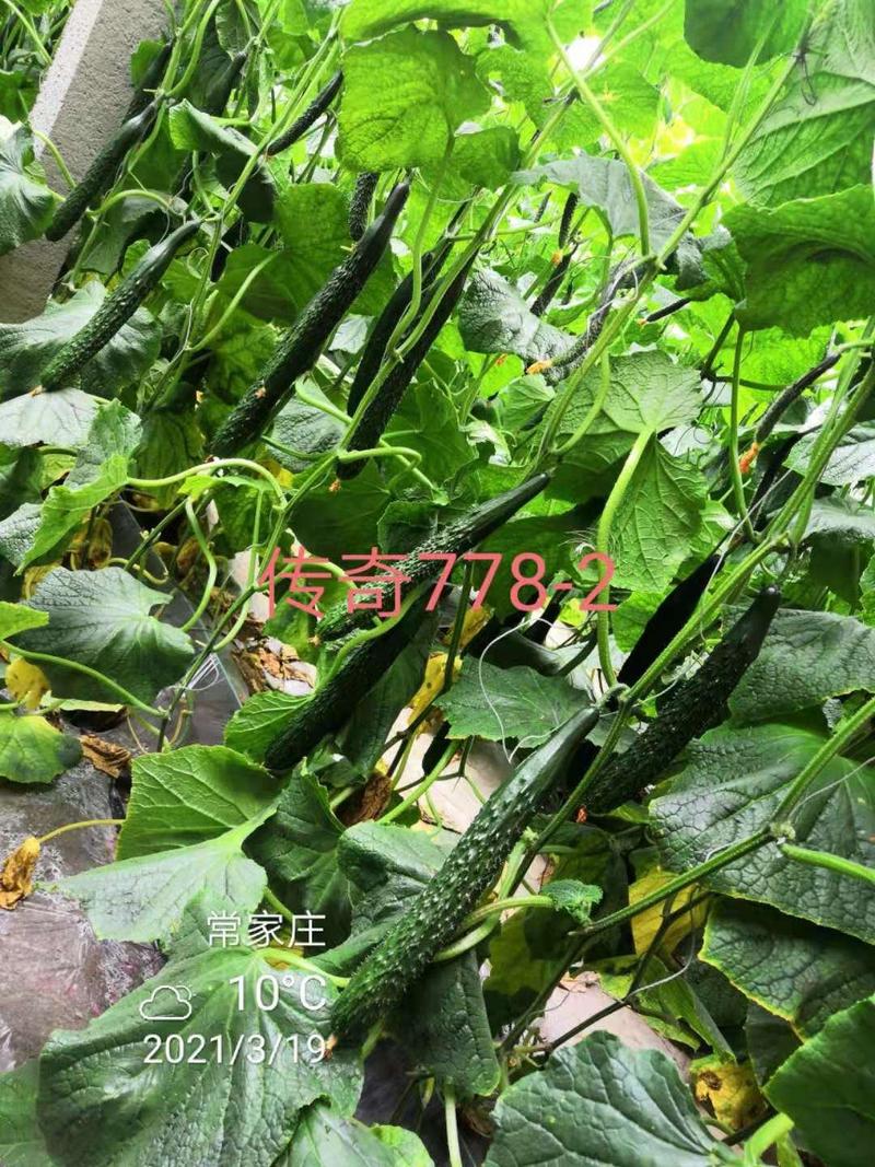寿光传奇778—2强雌黑油亮黄瓜种子耐寒绿瓤连续带瓜强
