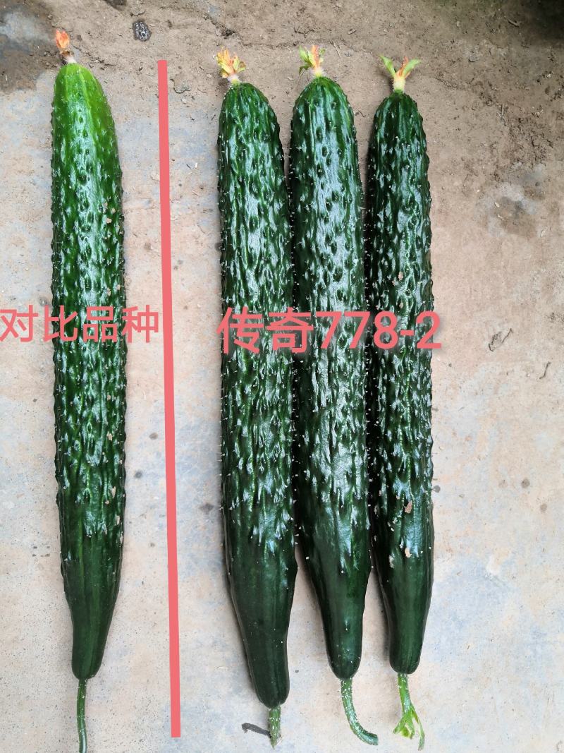 寿光传奇778—2强雌黑油亮黄瓜种子耐寒绿瓤连续带瓜强