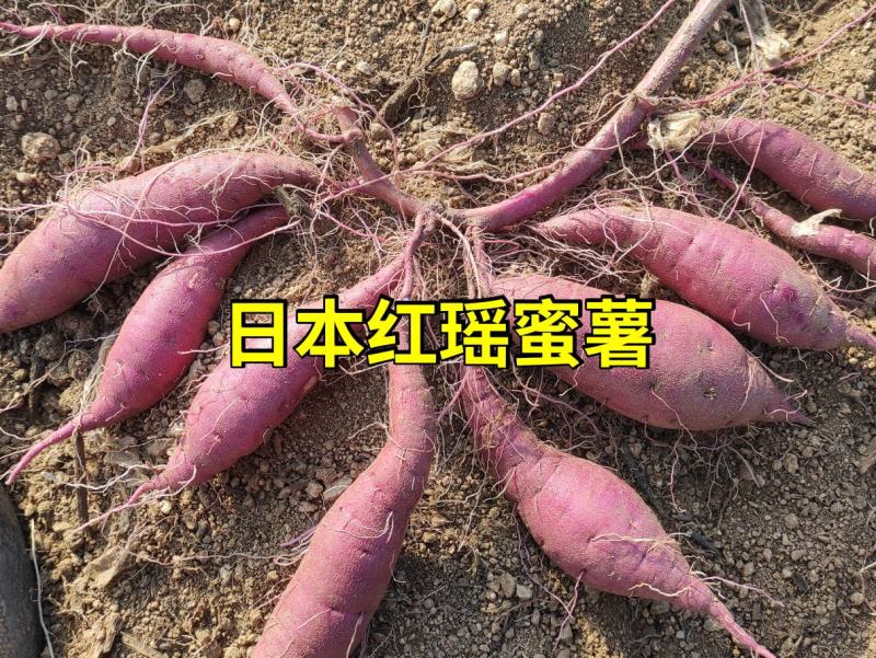 日本红瑶地瓜红瑶红薯蜜薯超甜高端蜜薯山东沂蒙山