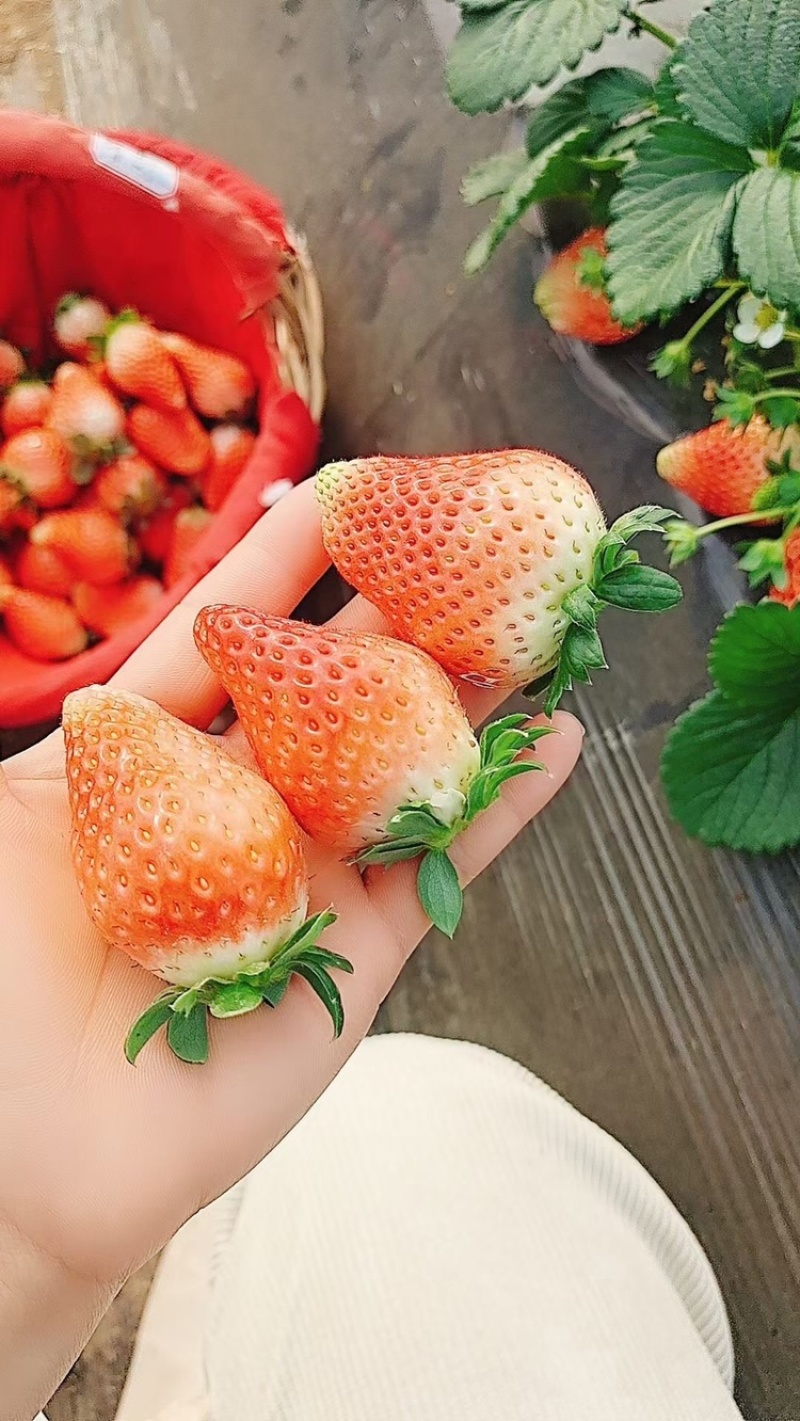 贾汪耿集奶油草莓，大量上市，口感好价格低，果形好