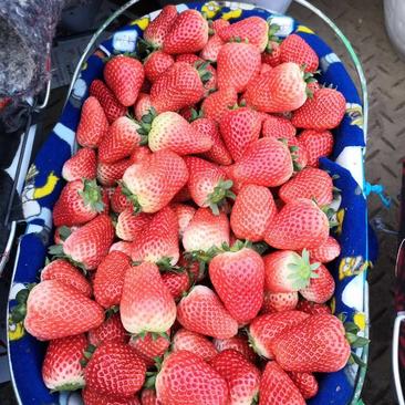 贾汪耿集奶油草莓，大量上市，口感好价格低，果形好