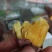 日本红瑶地瓜红瑶红薯蜜薯超甜高端蜜薯山东沂蒙山