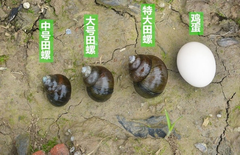 清水田螺