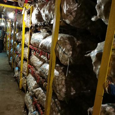 莱芜当地杂交大蒜，精品大蒜，各种规格，各种包装，质量保证