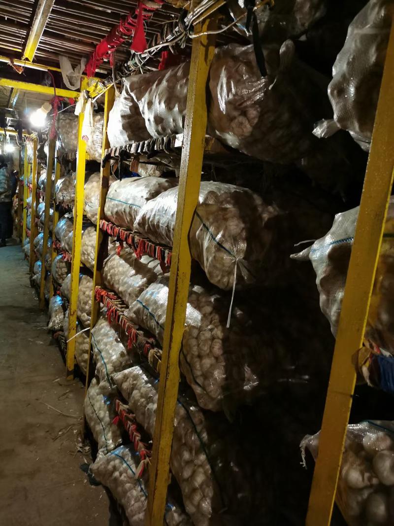 莱芜当地杂交大蒜，精品大蒜，各种规格，各种包装，质量保证