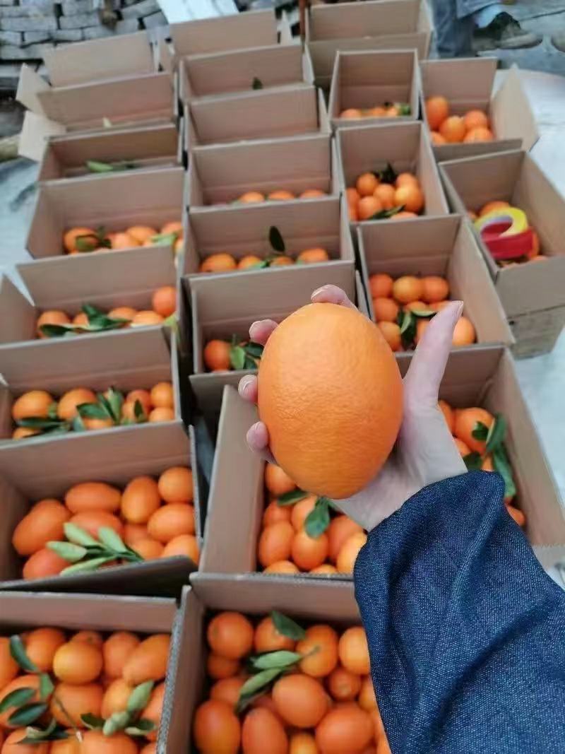 长虹脐橙秭归长虹，果形椭圆色泽艳丽，橙香浓郁，现摘现发