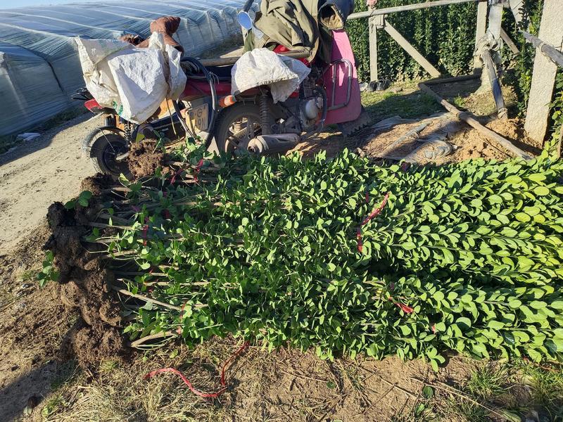 北海道卫矛专注栽培20年，样像好，成活高，原产地一手货源