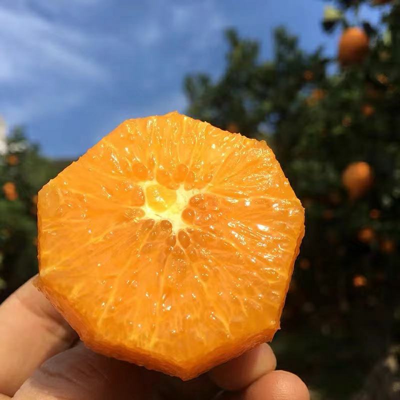 长虹脐橙秭归长虹，果形椭圆色泽艳丽，橙香浓郁，现摘现发