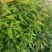 木荷一年至10年苗，有地苗，杯苗，质量保证