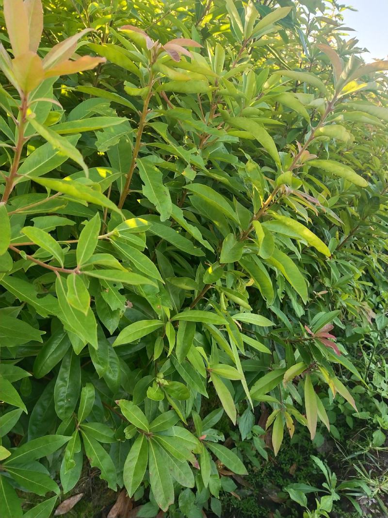 木荷一年至10年苗，有地苗，杯苗，质量保证