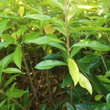 木荷一年至10年苗，有地苗，杯苗，质量保证