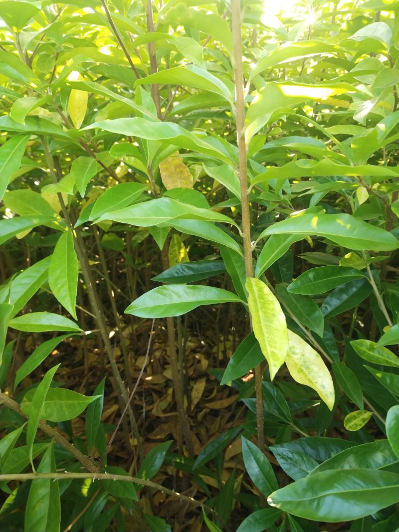 木荷一年至10年苗，有地苗，杯苗，质量保证