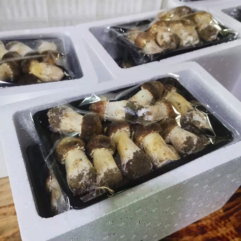 老梁包邮特惠2斤2盒新鲜赤松茸仅33元，可一件代发