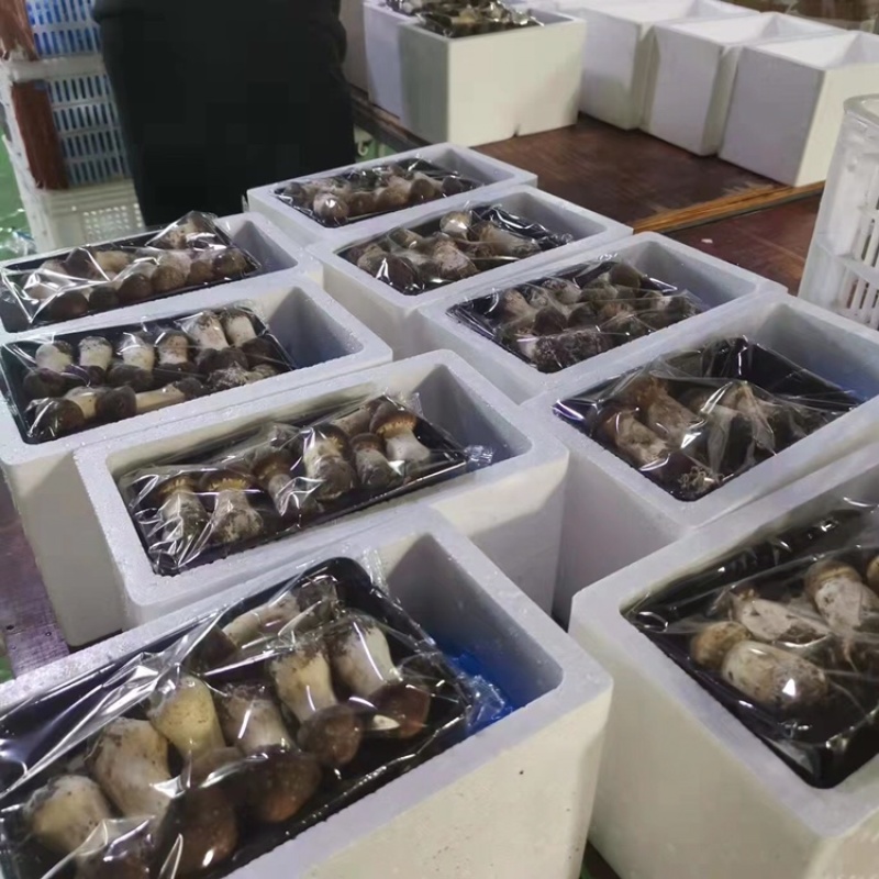 老梁包邮特惠2斤2盒新鲜赤松茸仅33元，可一件代发