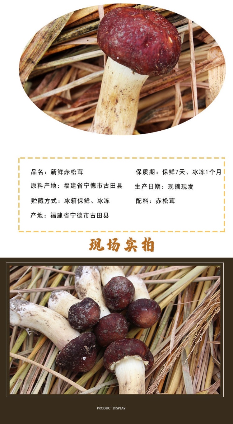老梁包邮特惠2斤2盒新鲜赤松茸仅33元，可一件代发
