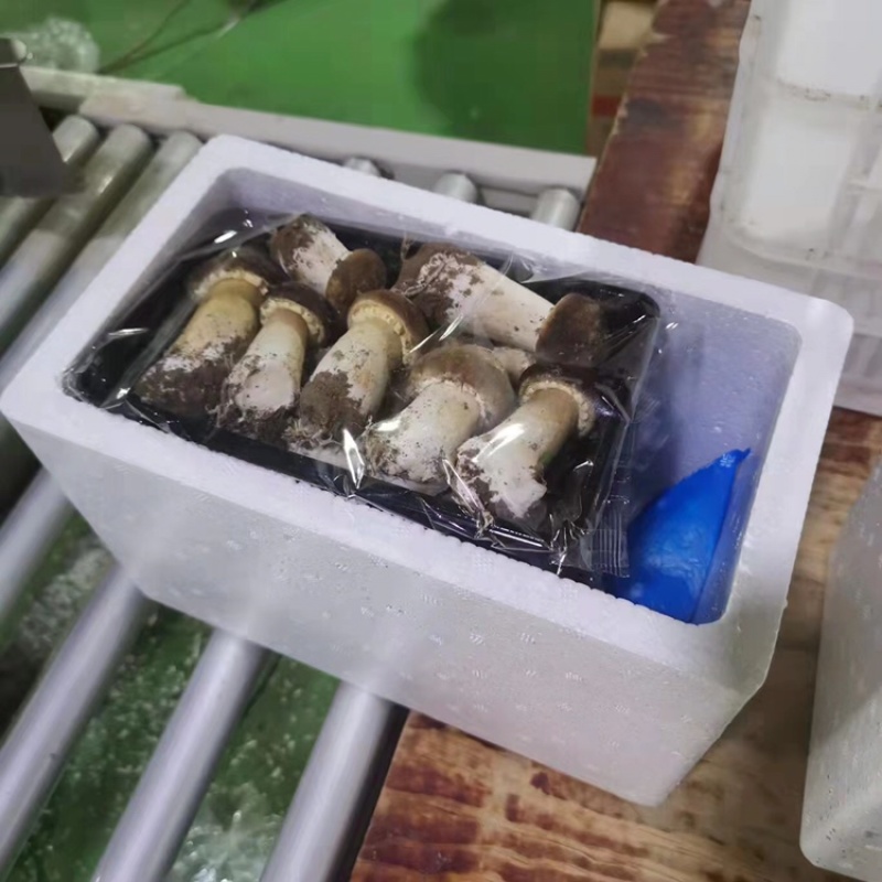 老梁包邮特惠2斤2盒新鲜赤松茸仅33元，可一件代发