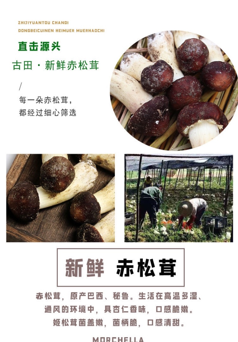 老梁包邮特惠2斤2盒新鲜赤松茸仅33元，可一件代发
