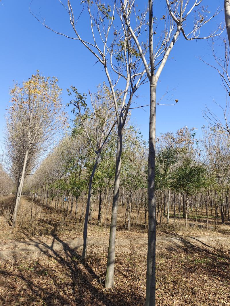 精品黄山栾10-15公分，高分支，1500亩开圃销售，