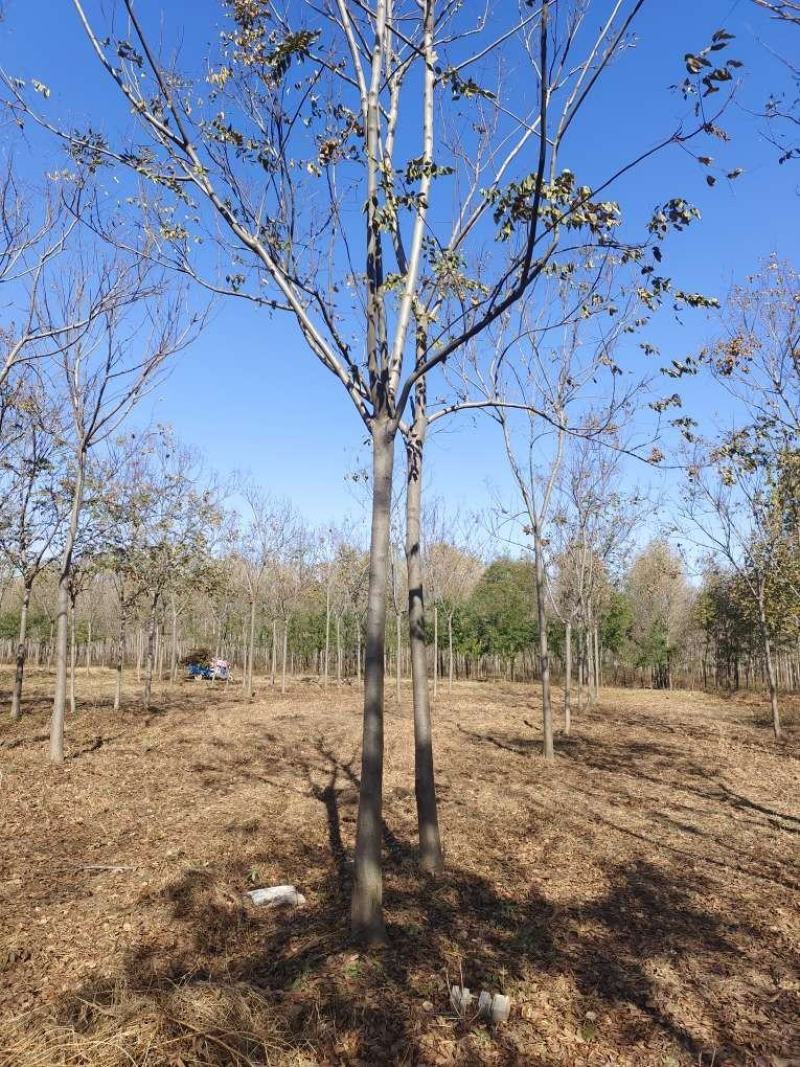 精品黄山栾10-15公分，高分支，1500亩开圃销售，