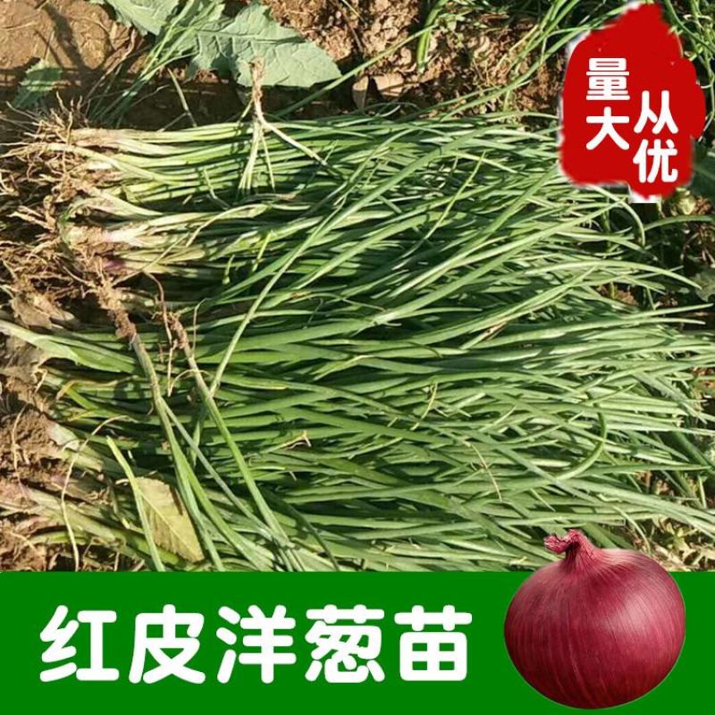 （精品）洋葱苗电商苗，红葱苗，黄葱苗。包质量，包回收。