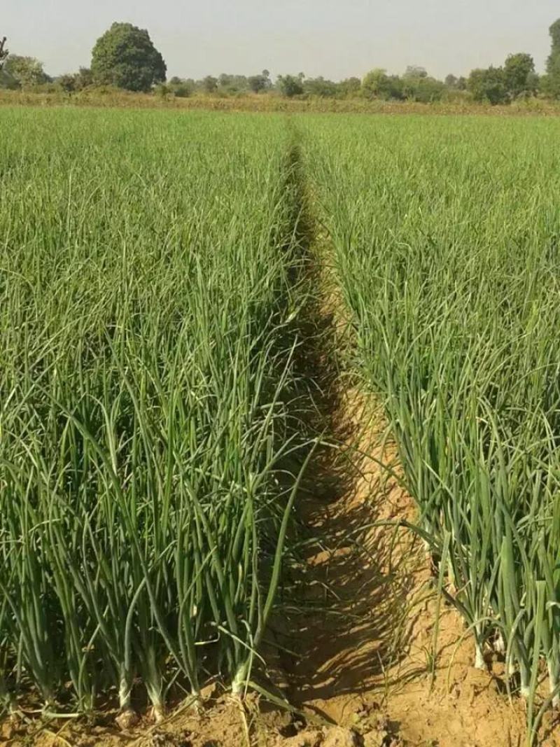 （精品）洋葱苗电商苗，红葱苗，黄葱苗。包质量，包回收。