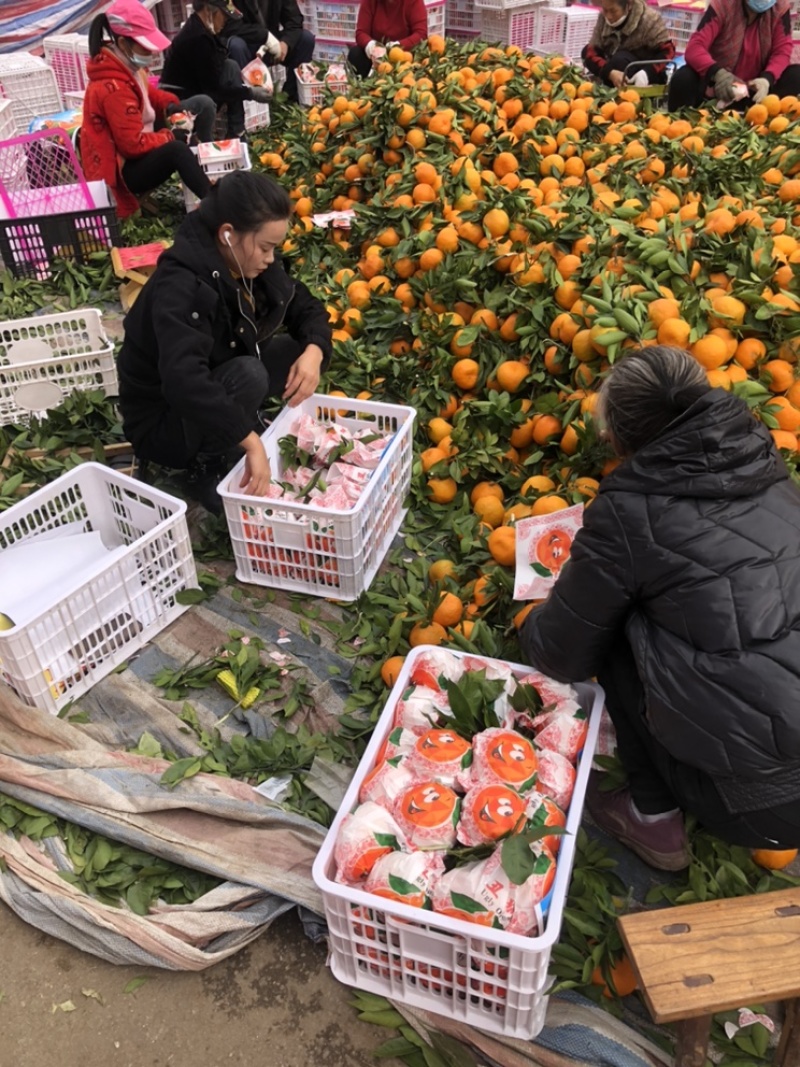 精品丑橘