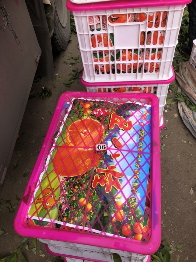 精品丑橘