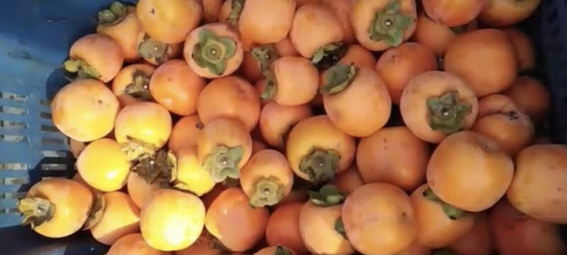 柿子3-4毛一斤，大量有货，批发零售电商超市