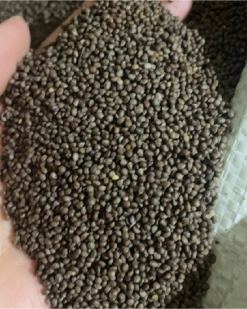 苏子紫苏子正宗无硫紫苏子饱满一件包邮批发价