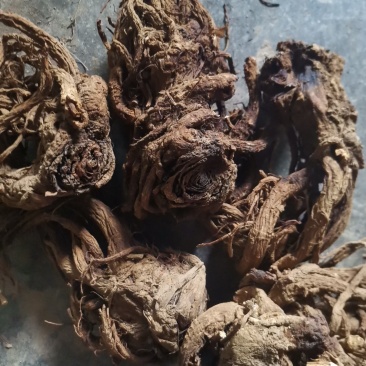 鄂西肉独活统货干个子