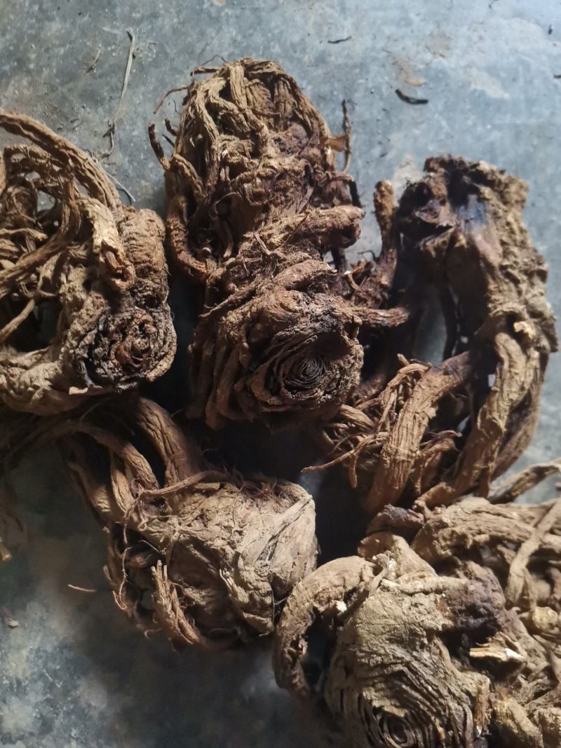 鄂西肉独活统货干个子
