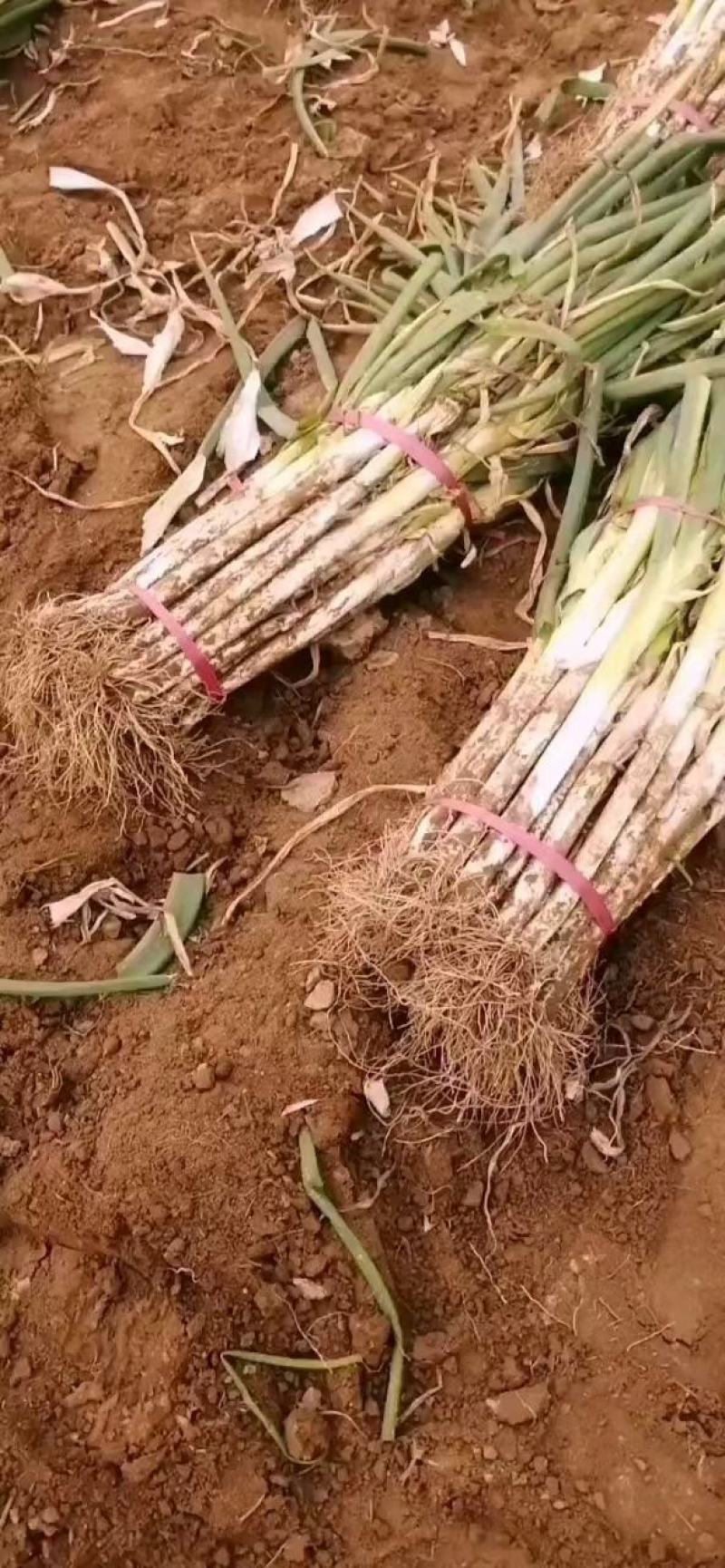 河南内黄县基地大葱质量好价格低专业代办官方信息员杜永刚