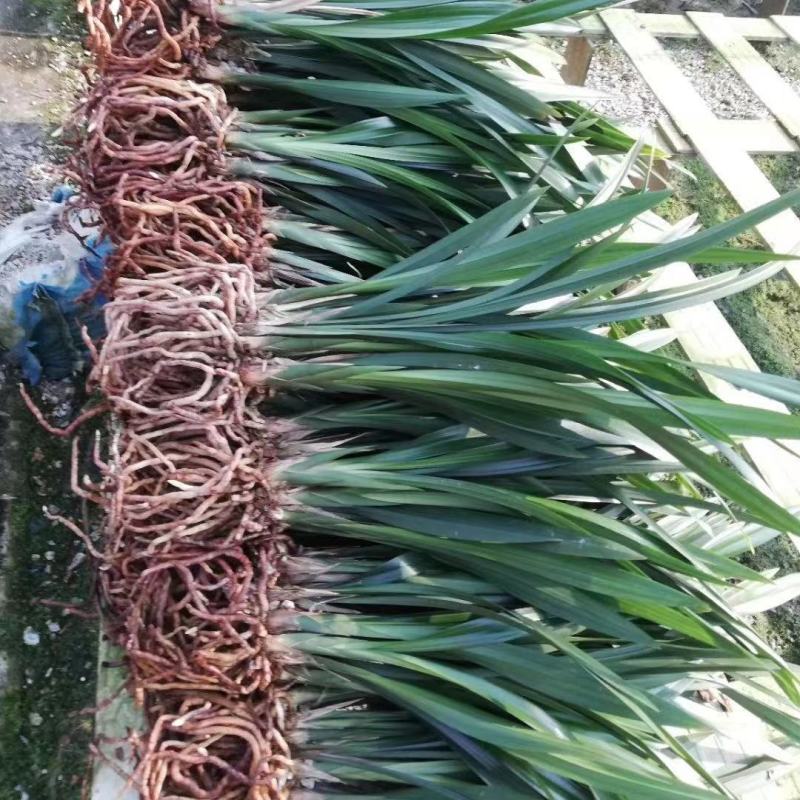 春兰盆栽花卉植物室内绿植园艺花种好养盆景驱蚊草兰花兰包邮