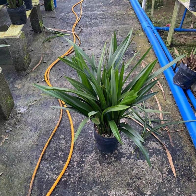 春兰盆栽花卉植物室内绿植园艺花种好养盆景驱蚊草兰花兰包邮