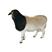 纯种杜泊绵羊绵羊羊羔肉羊大量现货价格便宜活体包送小尾寒羊
