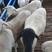 纯种杜泊绵羊绵羊羊羔肉羊大量现货价格便宜活体包送小尾寒羊