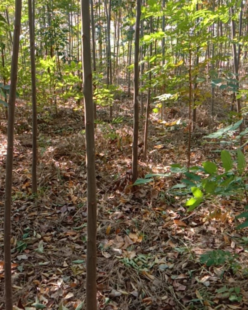 栾树