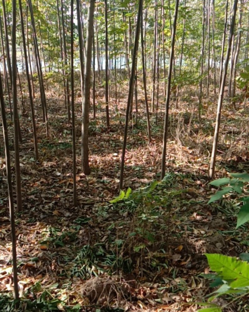 栾树