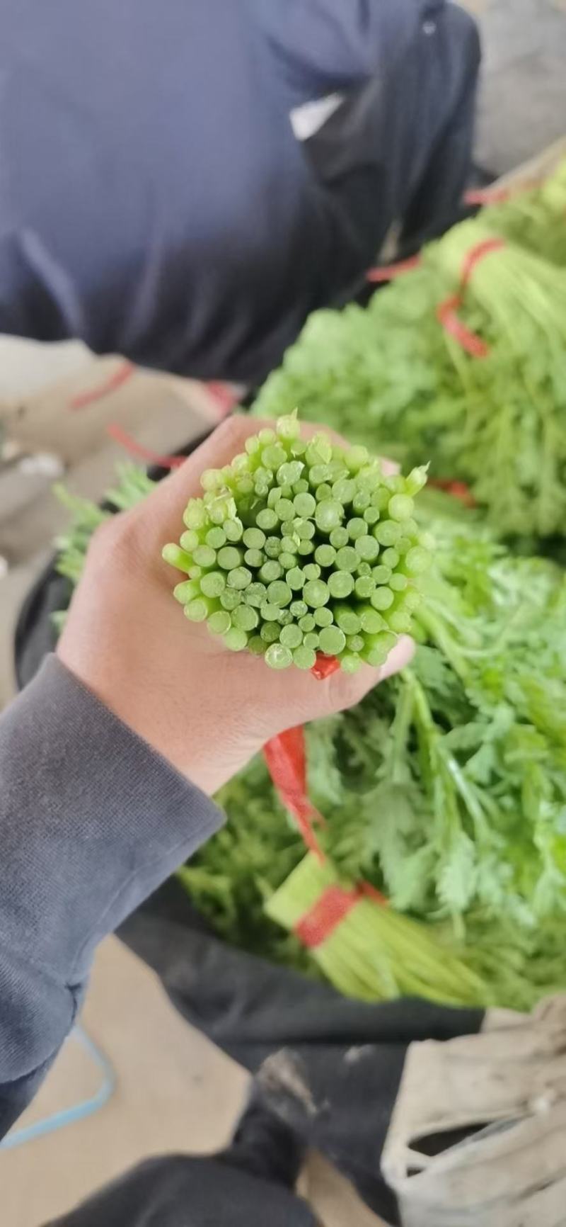 精品茼蒿菜产地一手货源货源充足保质保量电商团购