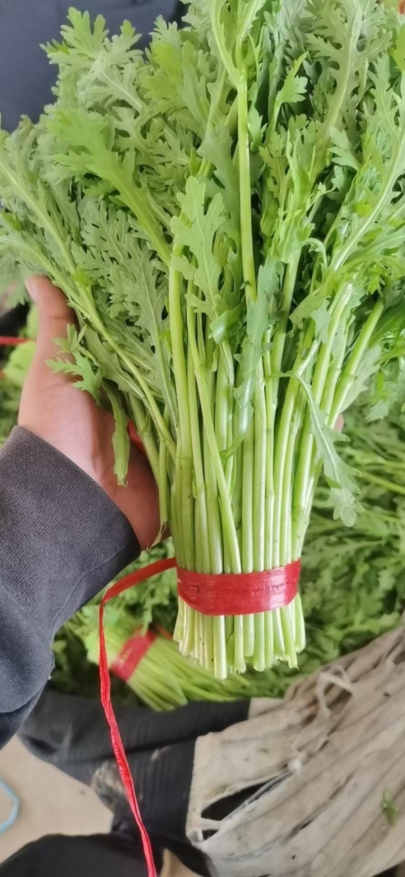 精品茼蒿菜产地一手货源货源充足保质保量电商团购