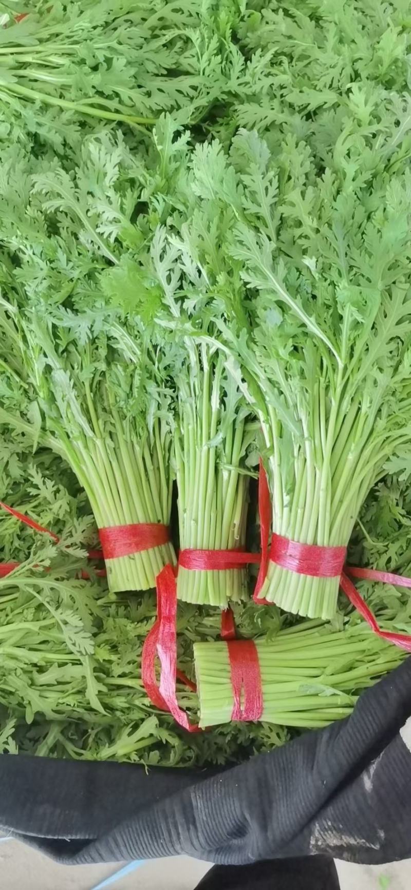 精品茼蒿菜产地一手货源货源充足保质保量电商团购