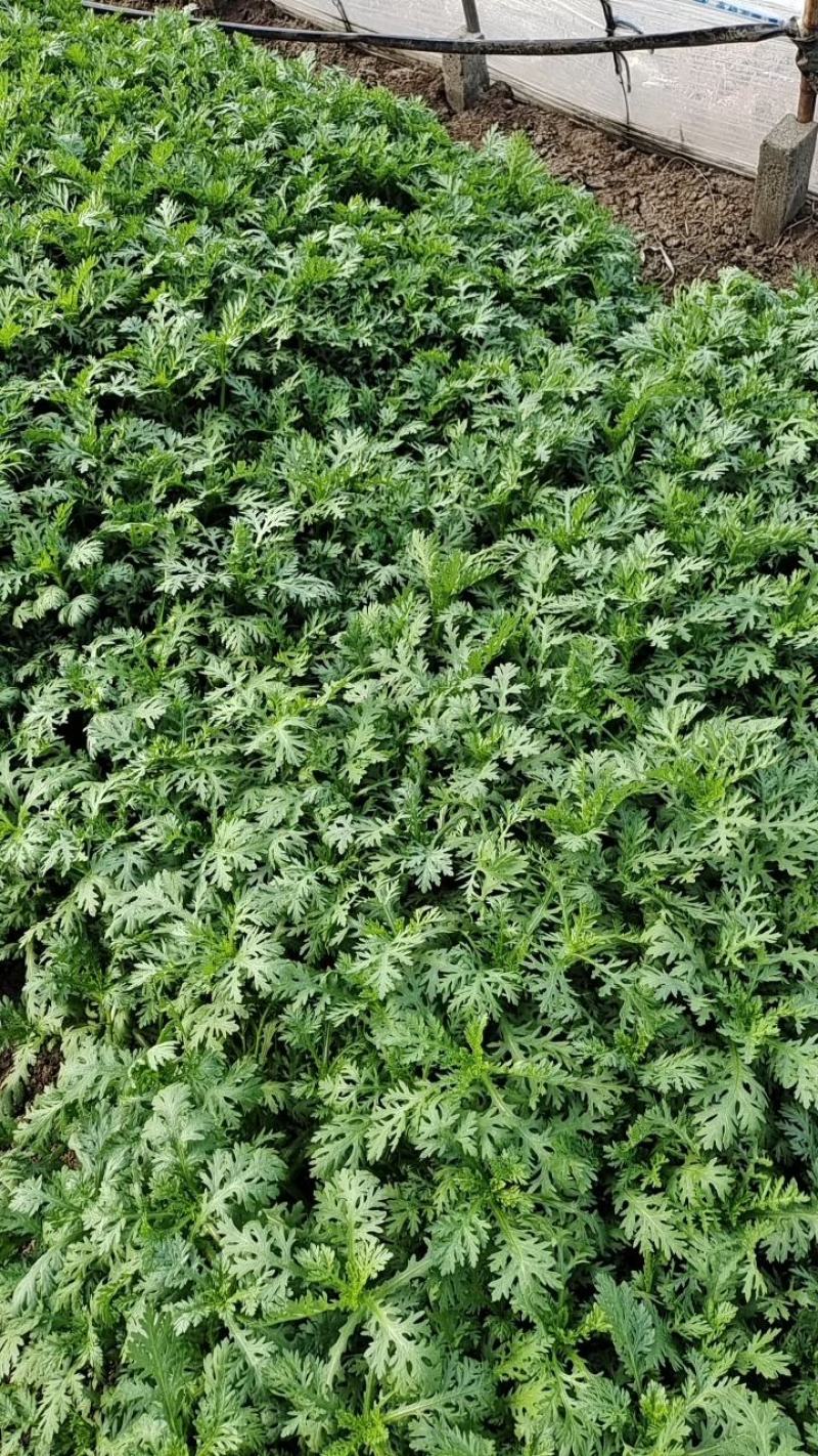 精品茼蒿菜产地一手货源货源充足保质保量电商团购