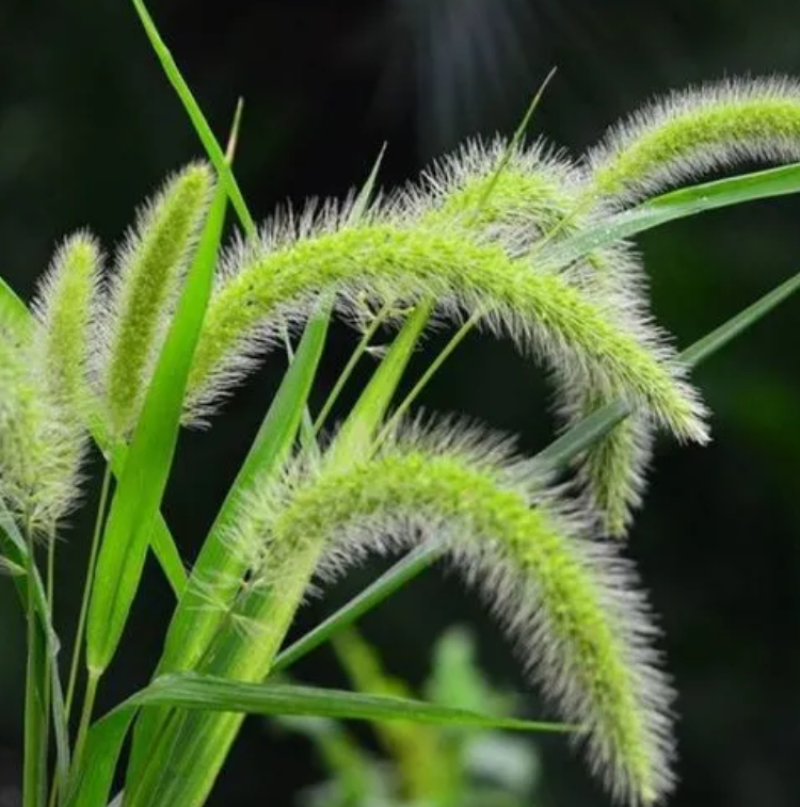 狗尾草种子旱地常见护坡型狗尾草种子牧草种子观赏绿化