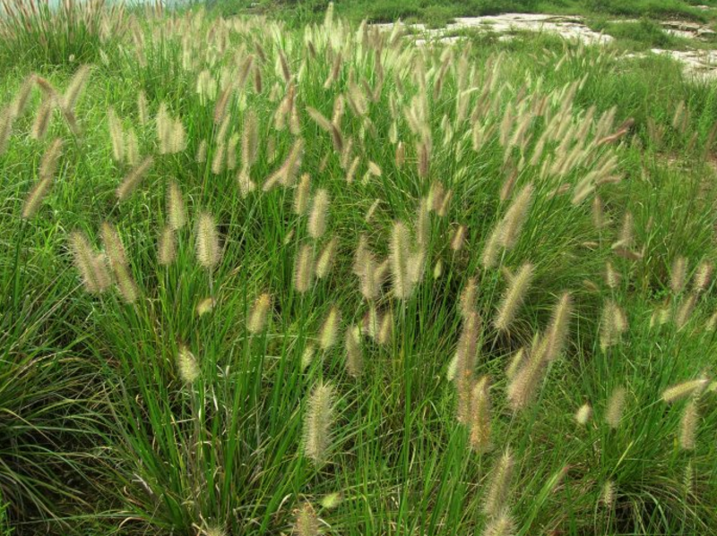 狗尾草种子旱地常见护坡型狗尾草种子牧草种子观赏绿化